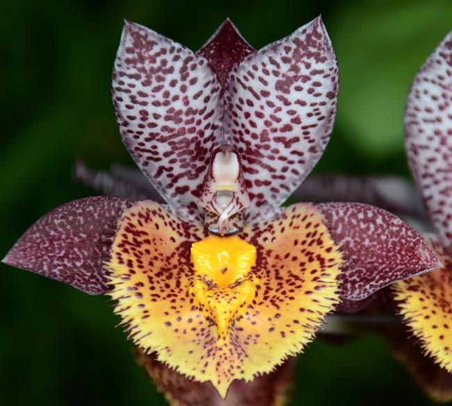 EverSpring Orchids Main Catalog